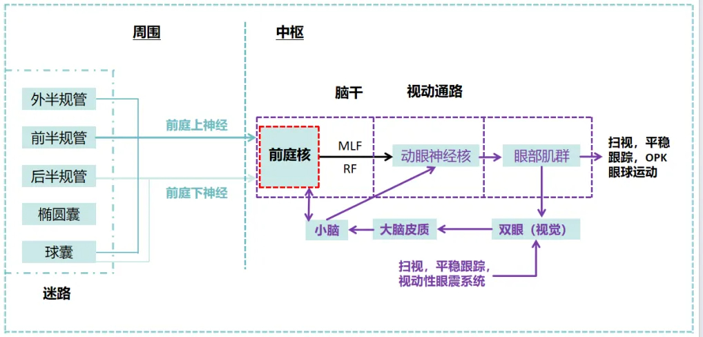 博闻 | VNG眼震视图检查（四）视动试验(图2)