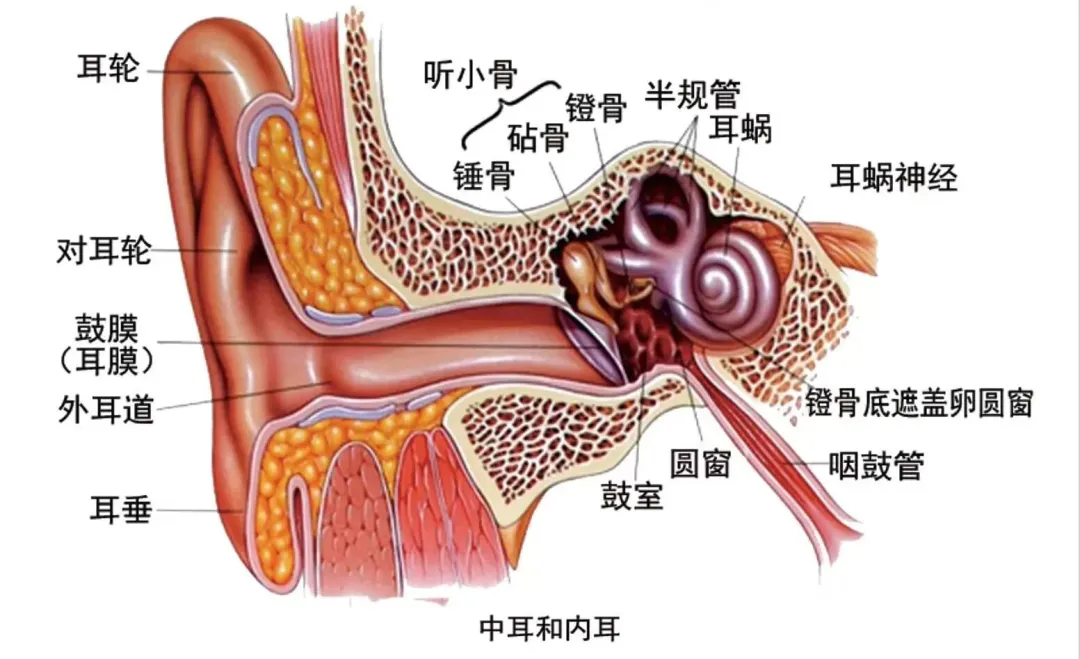 博闻 | 熬夜后耳鸣、听不清?警惕突发性耳聋!(图3) 博闻 | 熬夜后耳鸣、听不清?警惕突发性耳聋!(图3)